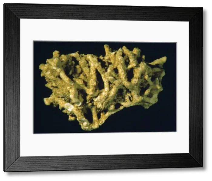 Framed Print : Meliceritites semiclausa, bryozoan Framed Print : Meliceritites semiclausa, bryozoan