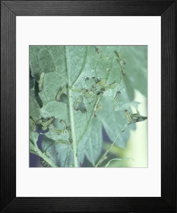 Framed Print : Sawfly larvae devouring a leaf Framed Print : Sawfly larvae devouring a leaf