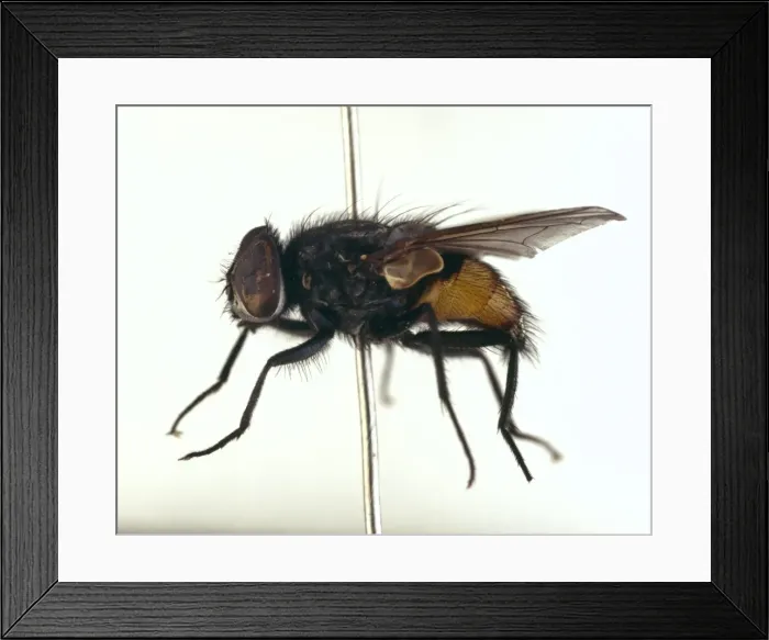 Framed Print : Musca autumnalis, face fly Framed Print : Musca autumnalis, face fly