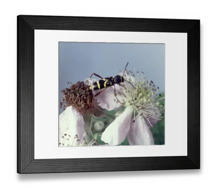 Framed Print : Clytus arietis, wasp beetle Framed Print : Clytus arietis, wasp beetle