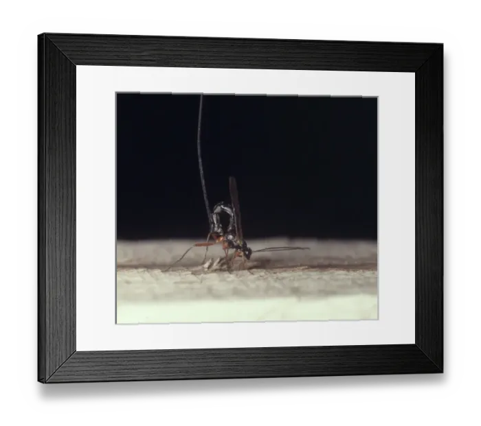 Framed Print : Pseudorhyssa sp. ichneumon fly female Framed Print : Pseudorhyssa sp. ichneumon fly female