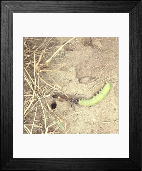 Framed Print : Ammophila, Sand wasp and prey Framed Print : Ammophila, Sand wasp and prey