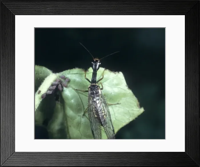 Framed Print : Raphidia sp. snakefly Framed Print : Raphidia sp. snakefly
