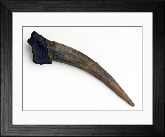 Framed Print : Neanderthal Man artifact (Tabun) Framed Print : Neanderthal Man artifact (Tabun)