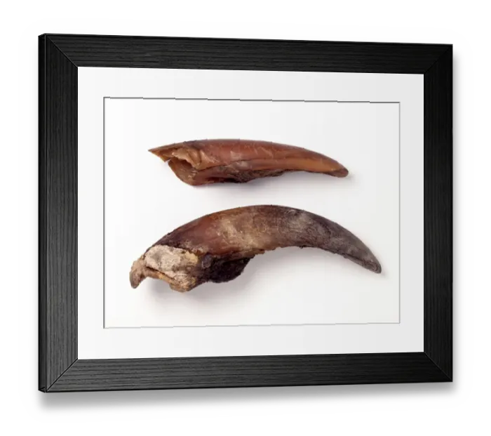 Framed Print : Mylodon darwinii, ground sloth toenails Framed Print : Mylodon darwinii, ground sloth toenails