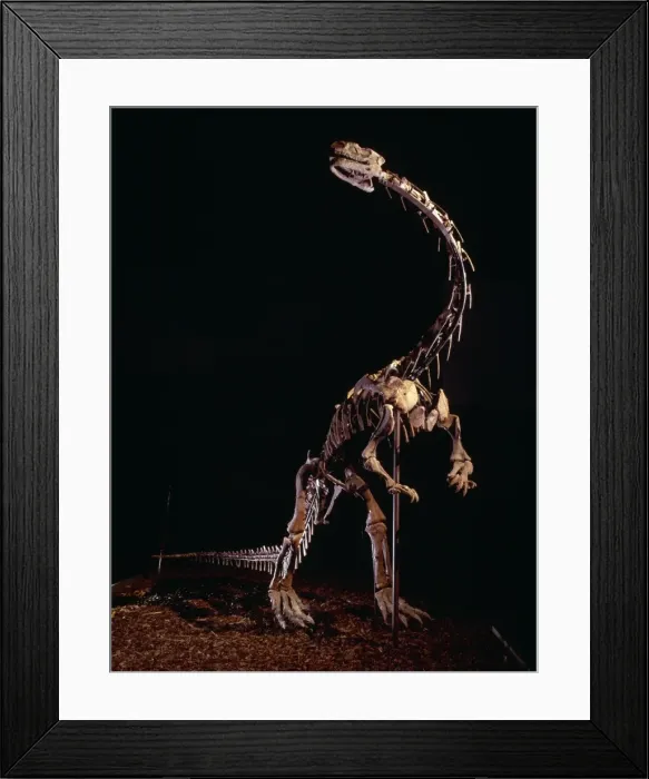 Framed Print : Lufengosaurus Framed Print : Lufengosaurus