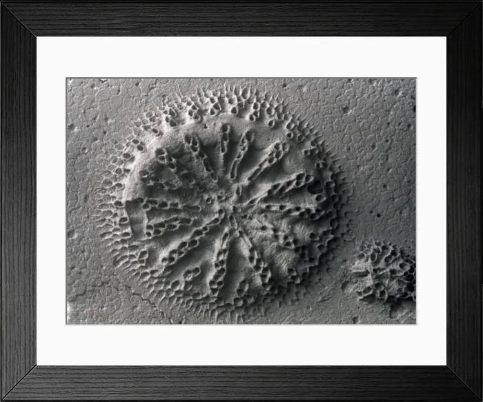 Framed Print : Actinopora disticha, bryozoan Framed Print : Actinopora disticha, bryozoan