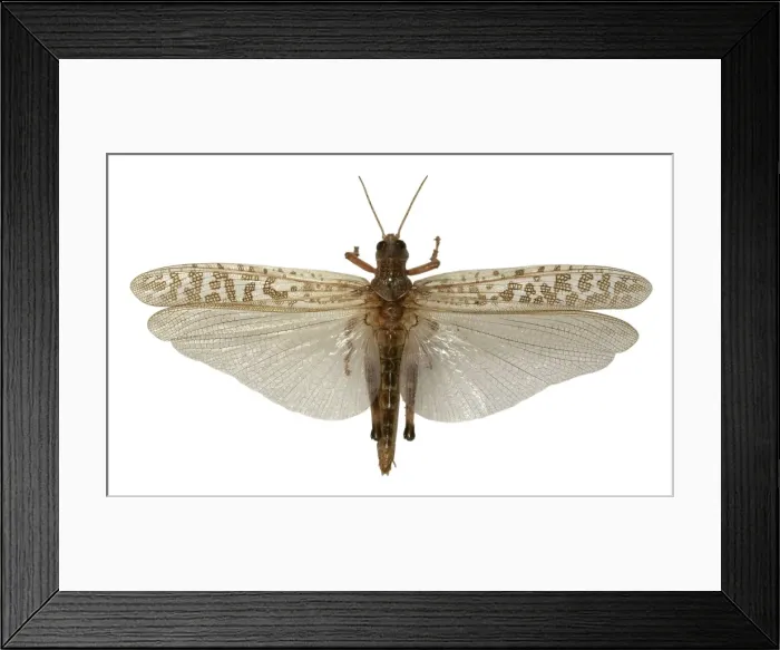 Framed Print : Schistocerca gregaria, desert locust Framed Print : Schistocerca gregaria, desert locust