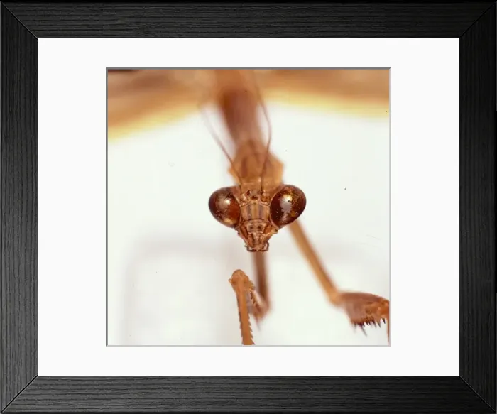 Framed Print : Tendera aridfolia, Chinese praying mantis Framed Print : Tendera aridfolia, Chinese praying mantis