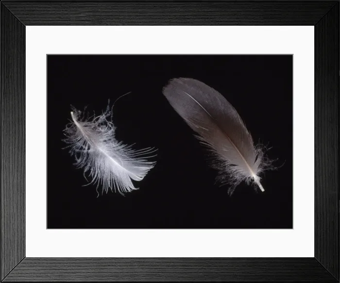 Framed Print : Alca torda, razorbill feathers Framed Print : Alca torda, razorbill feathers