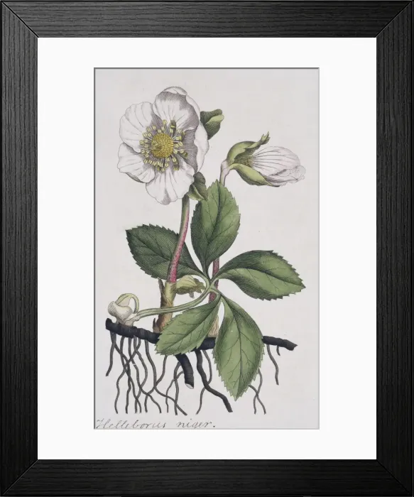Framed Print : Helleborus niger, Christmas rose Framed Print : Helleborus niger, Christmas rose