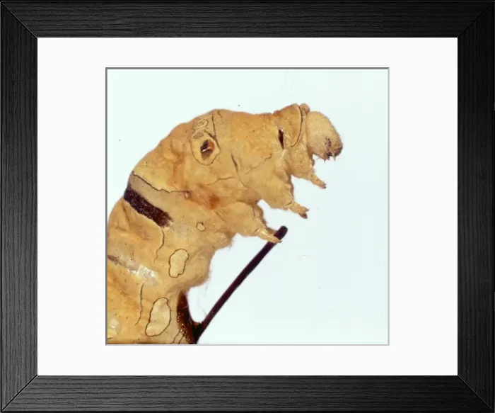 Framed Print : Papilio xuthus, swallowtail butterfly caterpillar Framed Print : Papilio xuthus, swallowtail butterfly caterpillar