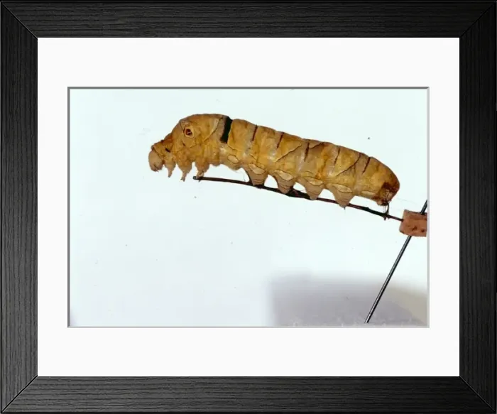 Framed Print : Papilio xuthus, swallowtail butterfly caterpillar