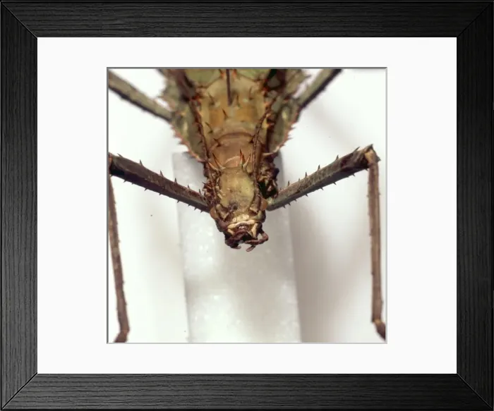 Framed Print : Heteropteryx dilatata, jungle nymph Framed Print : Heteropteryx dilatata, jungle nymph