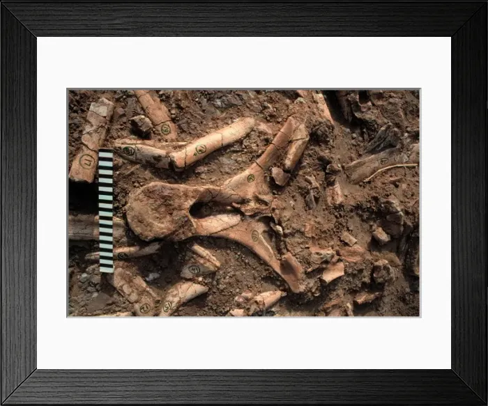 Framed Print : Dinosaur vertebrae Framed Print : Dinosaur vertebrae