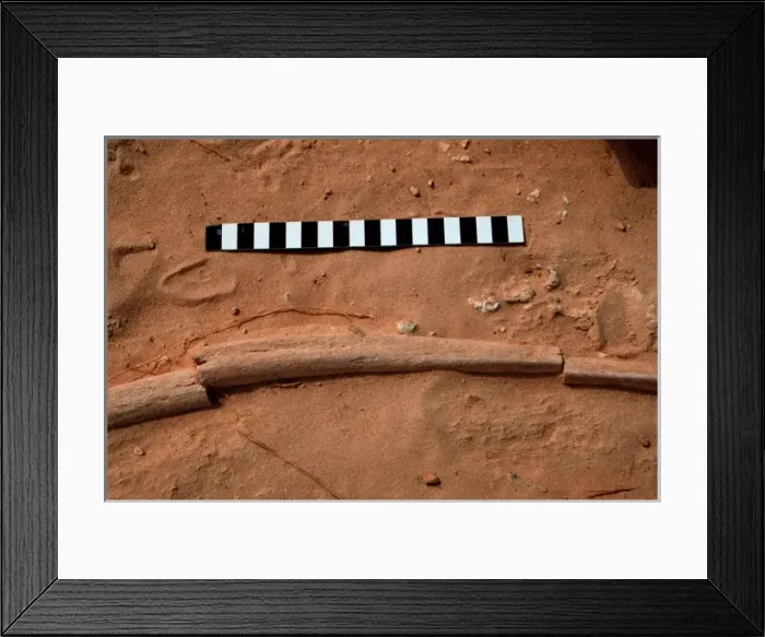 Framed Print : Elephant rib Framed Print : Elephant rib