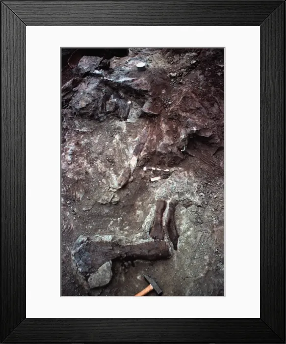 Framed Print : Dinosaur bones in the rock Framed Print : Dinosaur bones in the rock
