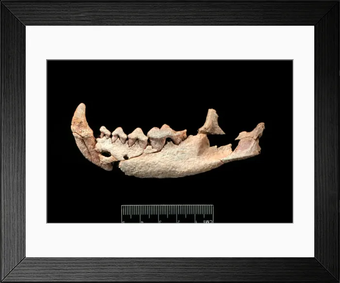 Framed Print : Six million year carnivore jaw? Framed Print : Six million year carnivore jaw?