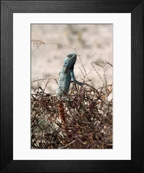 Framed Print : Desert lizard, Abu Dhabi Framed Print : Desert lizard, Abu Dhabi