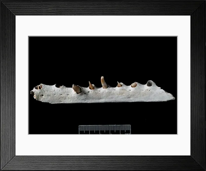Framed Print : Fossil crocodile jaw Framed Print : Fossil crocodile jaw