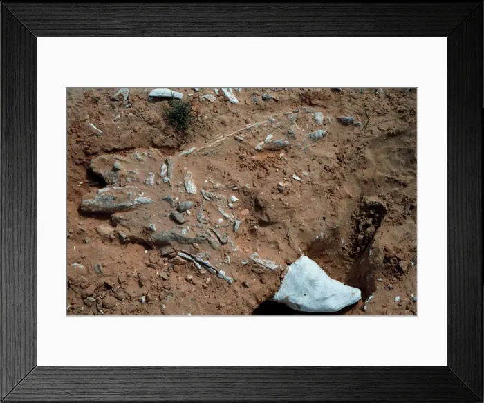 Framed Print : Six million year old elephant Framed Print : Six million year old elephant