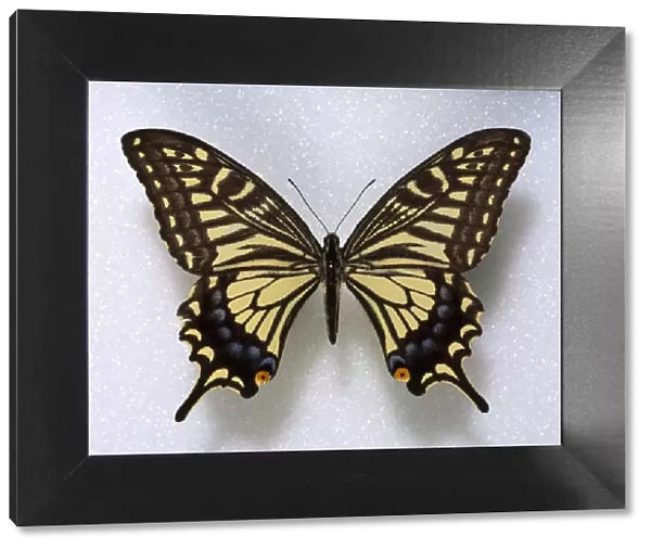 Papilio xuthus, swallowtail butterfly