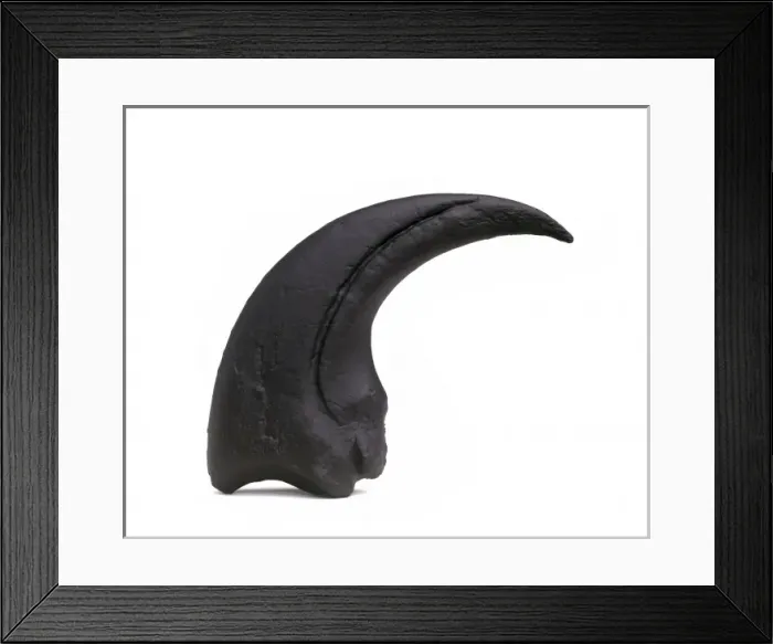 Framed Print : Torvosaurus claw Framed Print : Torvosaurus claw