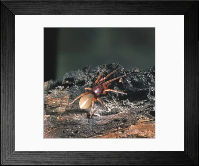Framed Print : Dysdera crocata, woodlouse spider Framed Print : Dysdera crocata, woodlouse spider