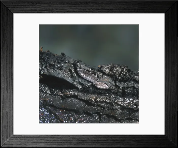Framed Print : Porcellio sp. woodlouse Framed Print : Porcellio sp. woodlouse