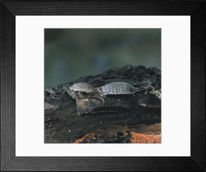 Framed Print : Porcellio sp. woodlouse Framed Print : Porcellio sp. woodlouse