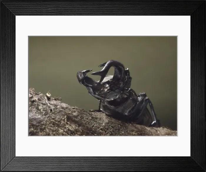 Framed Print : Lucanus cervus L. male stag beetle Framed Print : Lucanus cervus L. male stag beetle