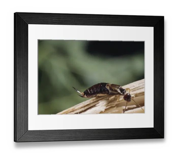 Framed Print : Forficula auricularia, common earwig Framed Print : Forficula auricularia, common earwig