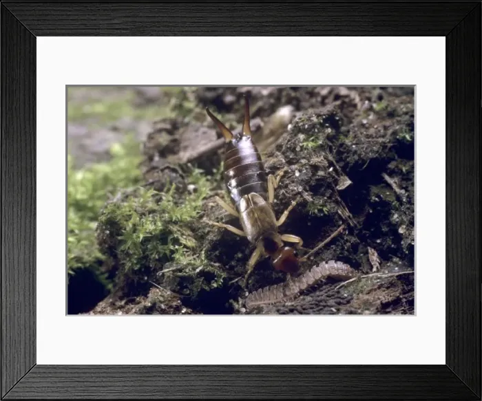 Framed Print : Forficula auricularia, common earwig Framed Print : Forficula auricularia, common earwig