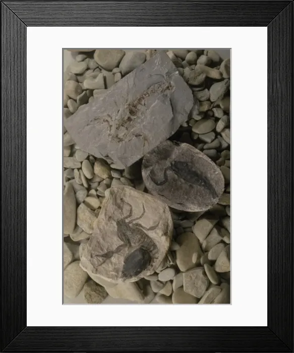 Framed Print : Eoscorpius sparthensis, fossil scorpion Framed Print : Eoscorpius sparthensis, fossil scorpion