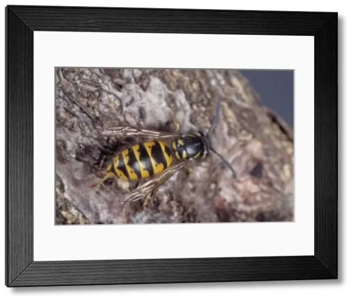 Framed Print : Vespula vulgaris, common wasp Framed Print : Vespula vulgaris, common wasp