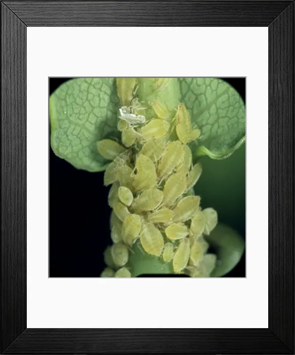 Framed Print : Sipha glyceriae, aphids Framed Print : Sipha glyceriae, aphids