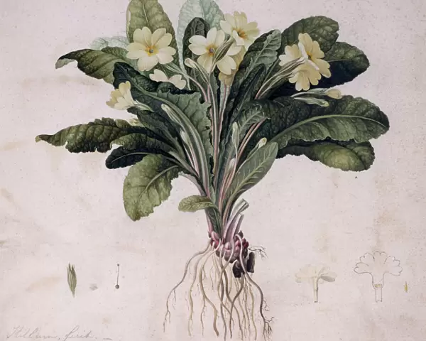 Primula vulgaris, common primrose