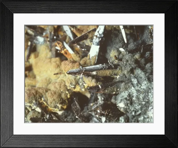 Framed Print : Cassiterite Framed Print : Cassiterite