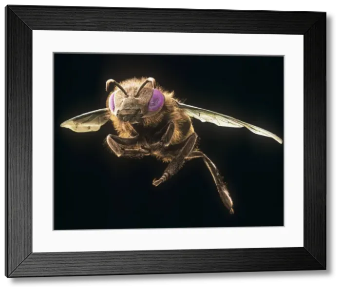 Framed Print : Apis mellifera, honey bee Framed Print : Apis mellifera, honey bee