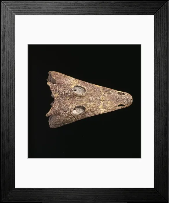 Framed Print : Benthosuchus sushkini Framed Print : Benthosuchus sushkini