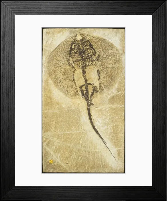 Framed Print : Heliobatis radians, fossil stingray Framed Print : Heliobatis radians, fossil stingray