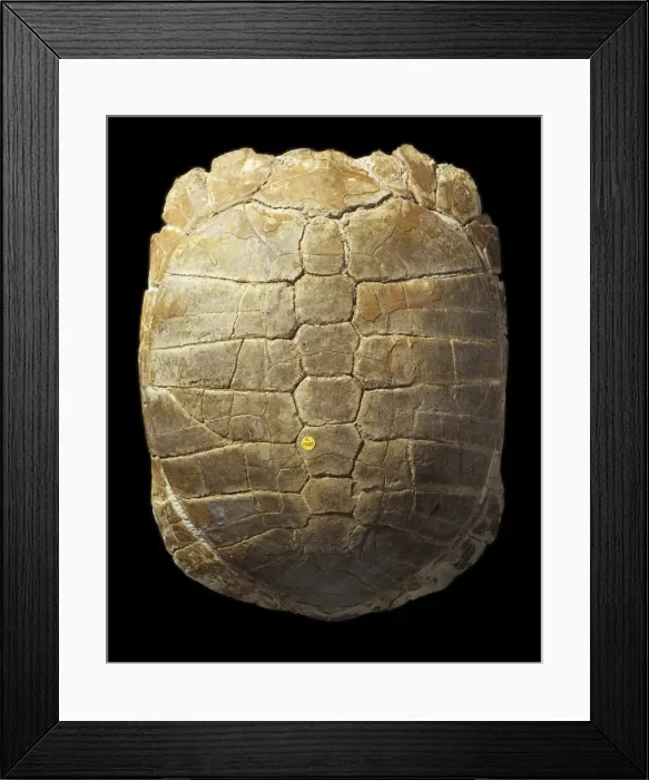 Framed Print : Stylemys nebrascensis, tortoise carapace Framed Print : Stylemys nebrascensis, tortoise carapace