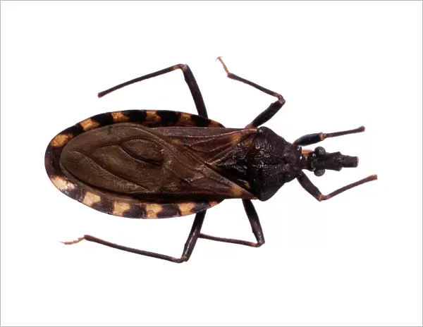 Triatoma infestans, kissing bug
