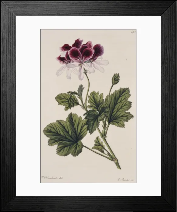 Framed Print : Pelargonium klierianum, geranium Framed Print : Pelargonium klierianum, geranium