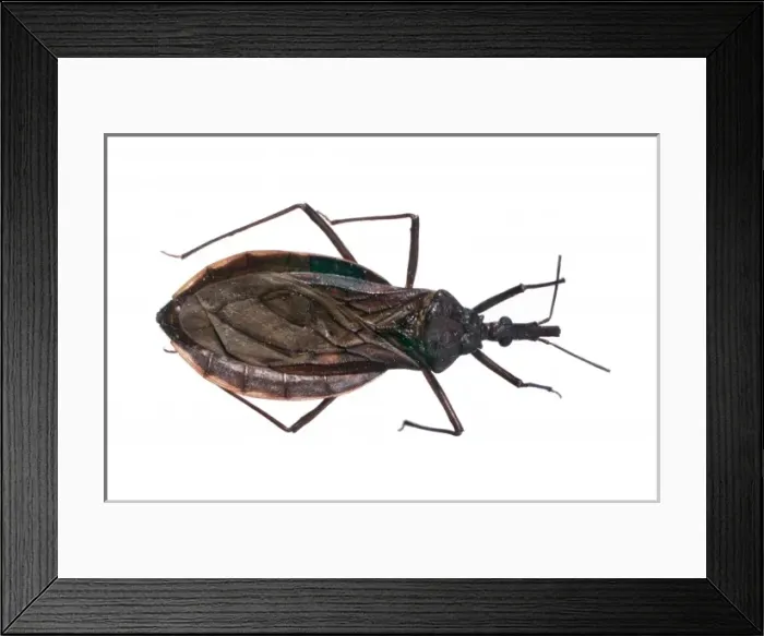 Framed Print : Triatoma costalimi, triatomine bug Framed Print : Triatoma costalimi, triatomine bug