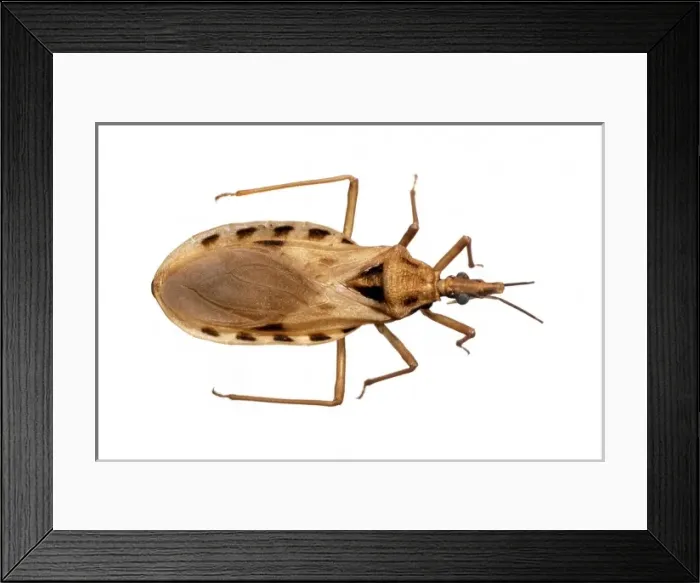 Framed Print : Triatoma cavernicola, triatomine bug Framed Print : Triatoma cavernicola, triatomine bug