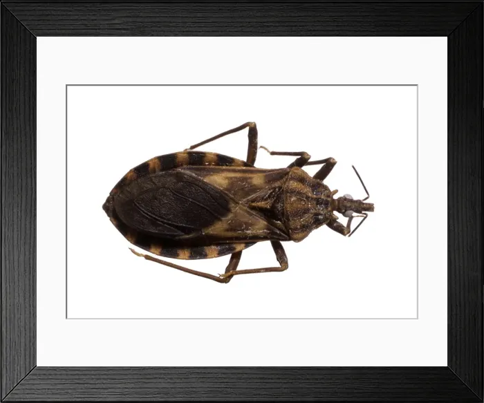 Framed Print : Triatoma migrans, triatomine bug Framed Print : Triatoma migrans, triatomine bug