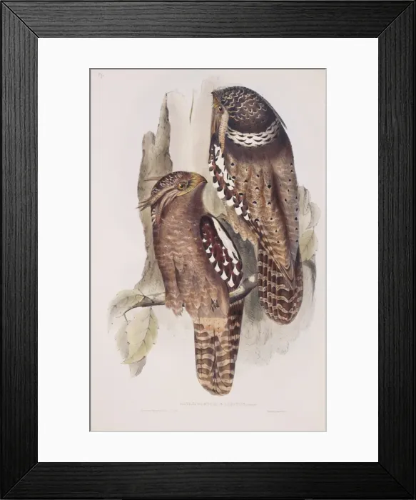 Framed Print : Batrachostomos auritas, large frogmouth Framed Print : Batrachostomos auritas, large frogmouth