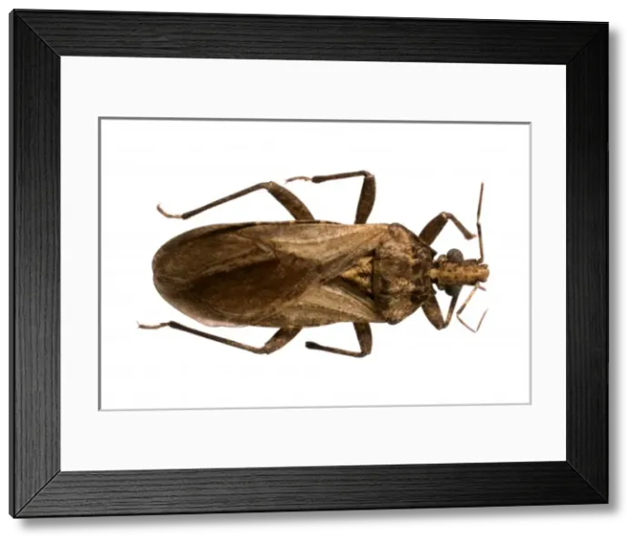 Framed Print : Psammolestes tertius, triatomine bug Framed Print : Psammolestes tertius, triatomine bug