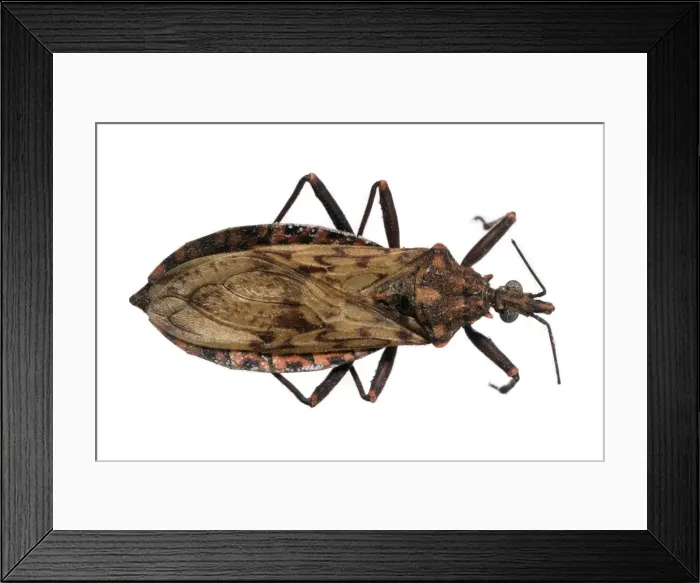 Framed Print : Panstrongylus rufotuberculatus, triatomine bug Framed Print : Panstrongylus rufotuberculatus, triatomine bug